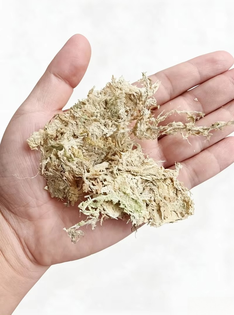 Wysokiej jakości mchy spongowe – Sphagnum Moss Dry recenzja i cena
